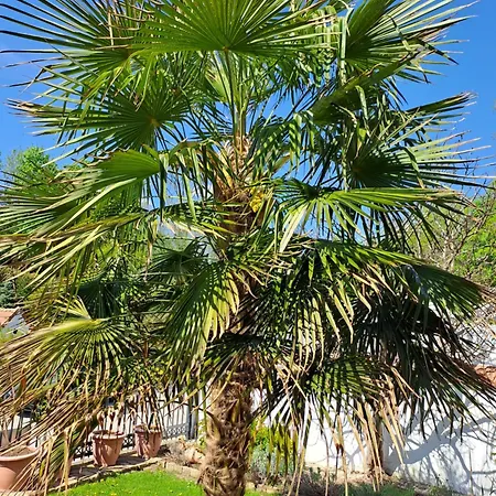 Fabio Apartament